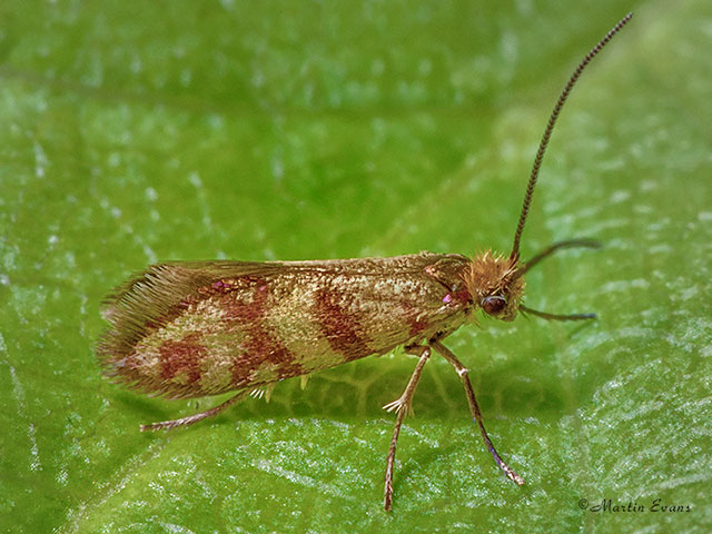  01.001 Micropterix tunbergella Copyright Martin Evans