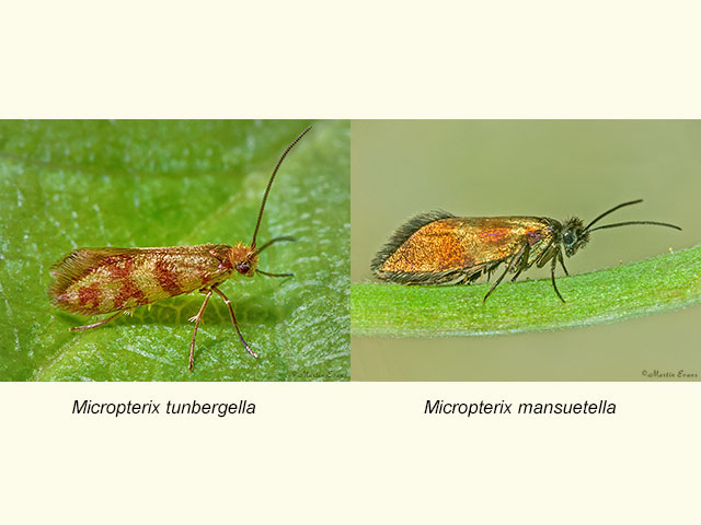  01.001 Micropterix tunbergella and Micropterix mansuetella Copyright Martin Evans 