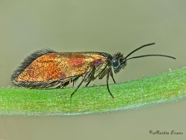  01.002 Micropterix mansuetella Copyright Martin Evans