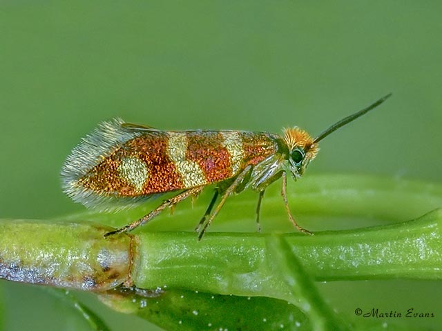 01.003 Micropterix aureatella brown Copyright Martin Evans 