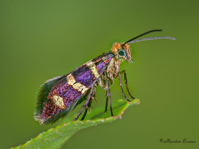  01.003 Micropterix aureatella purple Copyright Martin Evans