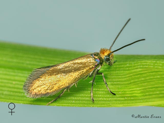  01.004 Micropterix aruncella female Copyright Martin Evans 