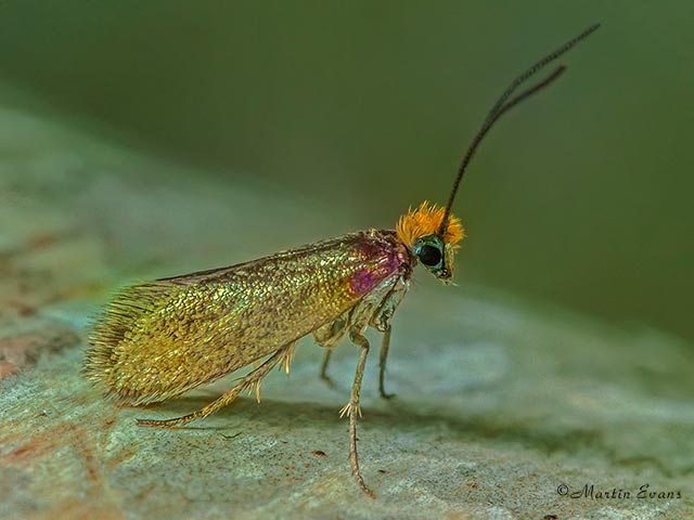 01.005 Micropterix calthella Copyright Martin Evans 