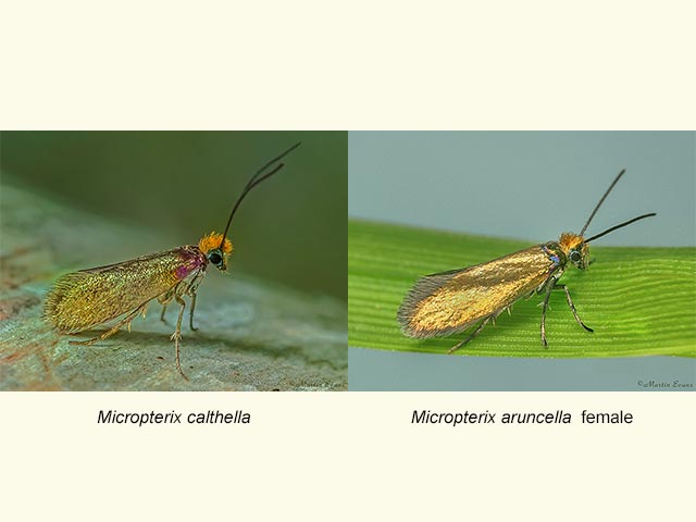  01.005 Micropterix calthella and M.aruncella female Copyright Martin Evans 