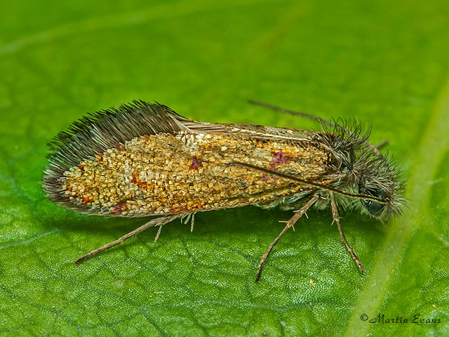  02.001 Dyseriocrania subpurpurella Copyright Martin Evans 