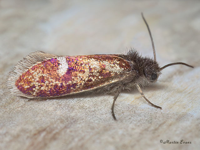  02.003 Eriocrania unimaculella Copyright Martin Evans 