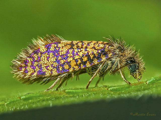  02.004 Eriocrania sparrmannella Copyright Martin Evans 