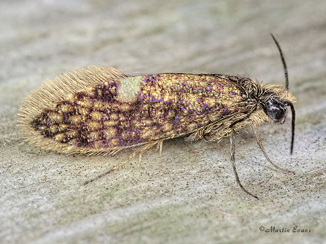  02.006 Eriocrania cicatricella Copyright Martin Evans 