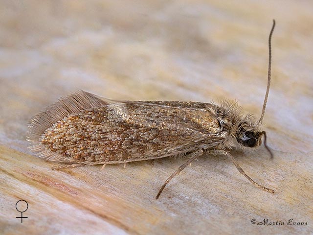  02.007 Eriocrania semipurpurella  female Copyright Martin Evans 
