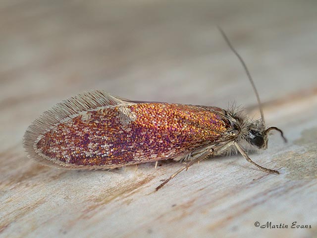  02.007 Eriocrania semipurpurella  male Copyright Martin Evans 