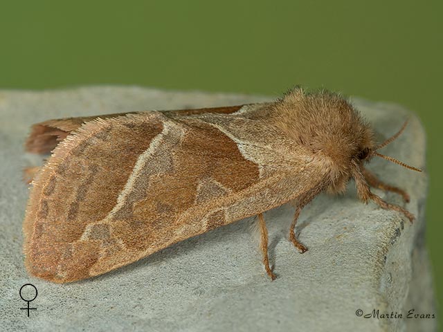  03.001 Orange Swift female Copyright Martin Evans 