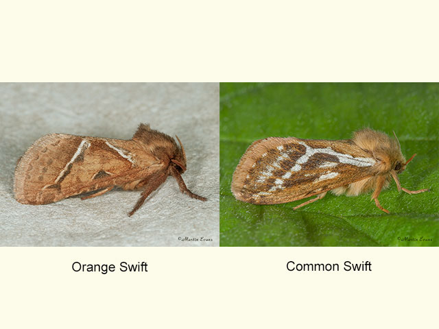  03.001 Orange Swift & Common Swift Copyright Martin Evans 