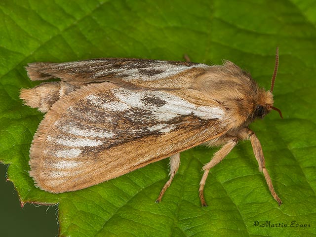  03.002 Common Swift Copyright Martin Evans 
