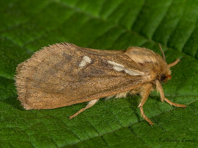  03.002 Common Swift Copyright Martin Evans 