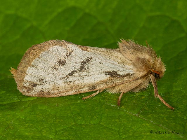  03.002 Common Swift Copyright Martin Evans 
