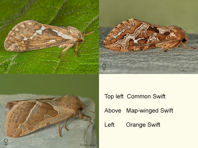  03.002 Common Swift, Map-winged Swift and Orange Swift Copyright Martin Evans 