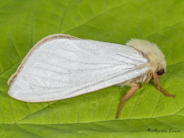  03.005 Ghost Moth male Copyright Martin Evans 