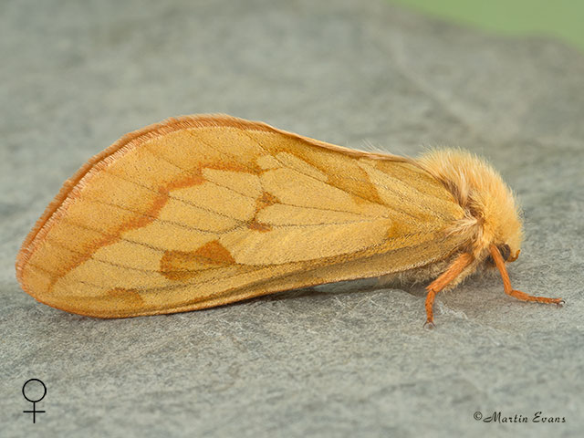  03.005 Ghost Moth female Copyright Martin Evans 