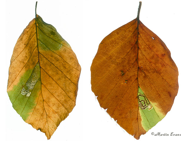  04.034 Stigmella tityrella mined leaves Copyright Martin Evans 