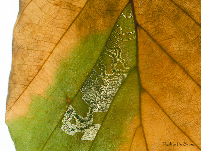  04.034 Stigmella tityrella mine Copyright Martin Evans 