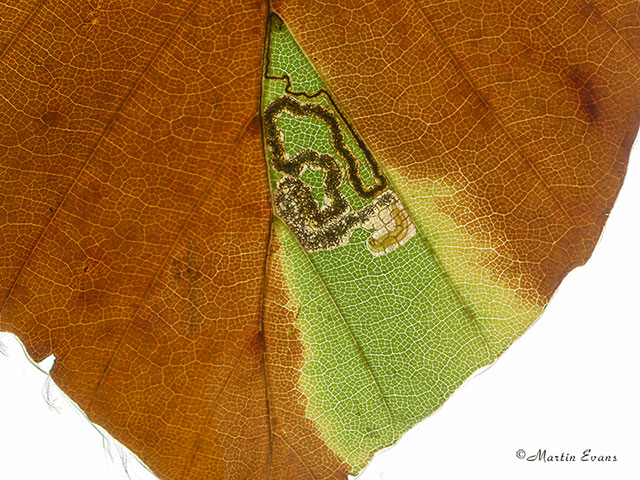  04.034 Stigmella tityrella occupied mine Copyright Martin Evans 