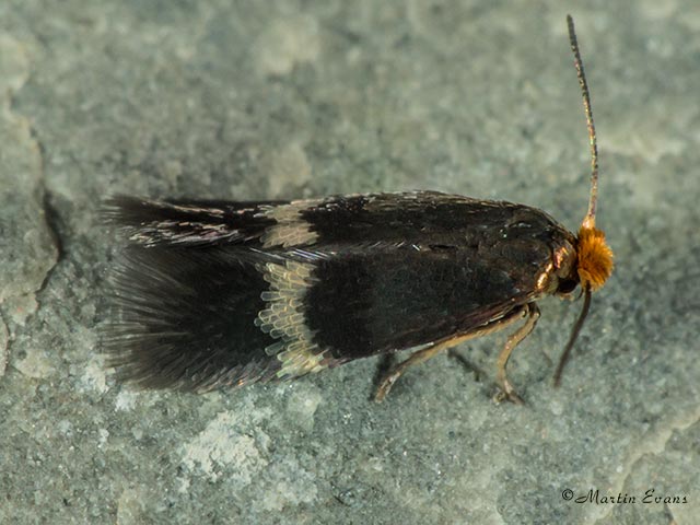  04.045 Stigmella aurella Copyright Martin Evans 