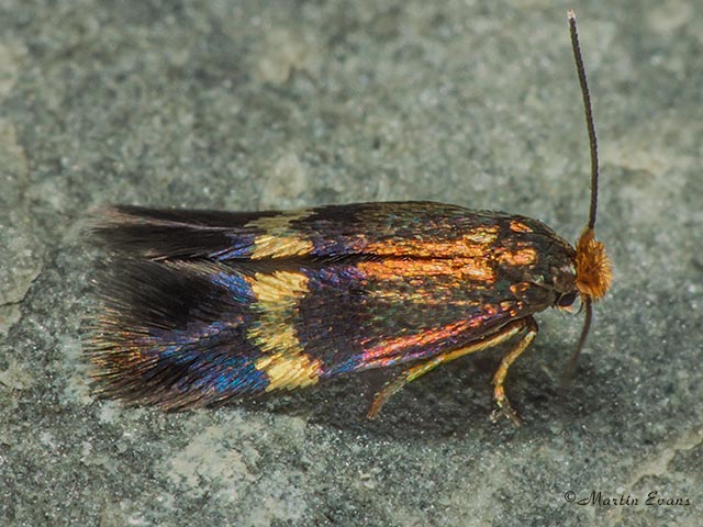  04.045 Stigmella aurella Copyright Martin Evans 