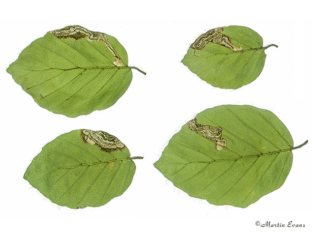  04.055 Stigmella hemargyrella leaf mines Copyright Martin Evans 