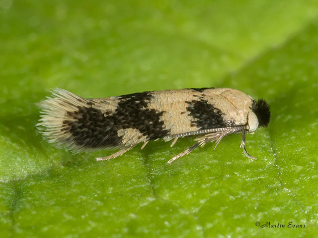 04.076 Etainia decentella Copyright Martin Evans 