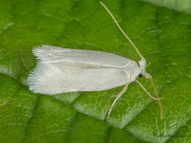  05.001 Opostega salaciella Copyright Martin Evans 