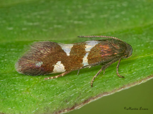  06.001 Antispila metallella Copyright Martin Evans 