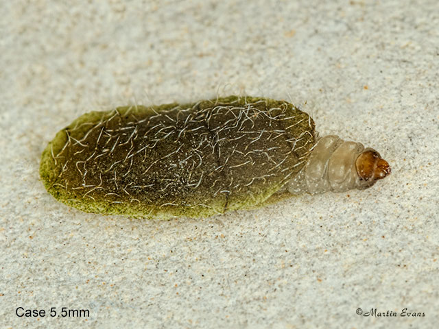  06.001 Antispila metallella larval case Copyright Martin Evans 