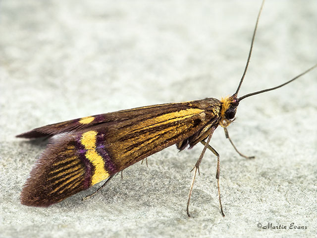  07.001 Nemophora degeerella Copyright Martin Evans 