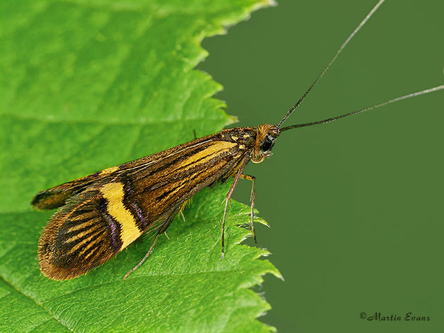  07.001 Nemophora degeerella Copyright Martin Evans 