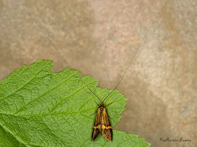  07.001 Nemophora degeerella Copyright Martin Evans 