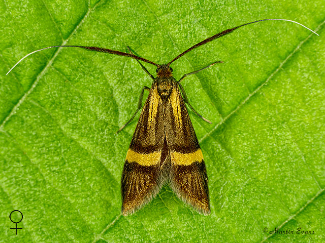  07.001 Nemophora degeerella female Copyright Martin Evans 