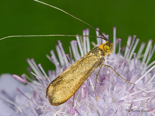  07.002 Nemophora metallica Copyright Martin Evans 