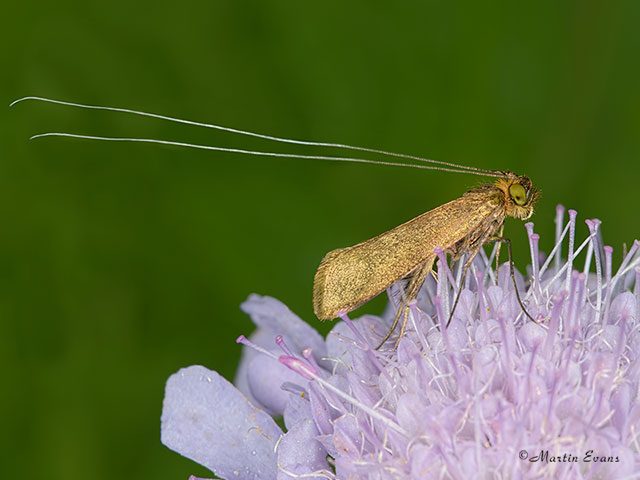  07.002 Nemophora metallica Copyright Martin Evans 