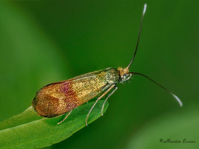 07.005 Nemophora minimella female Copyright Martin Evans 