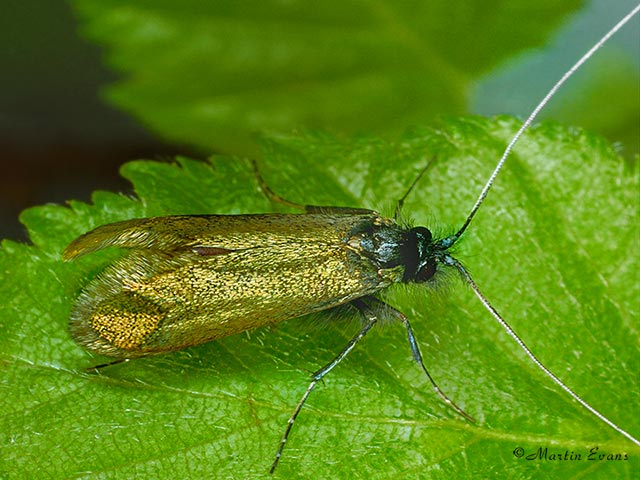 07.006 Adela reaumurella Copyright Martin Evans 