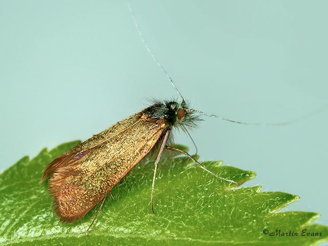  07.007 Adela cuprella male Copyright Martin Evans 
