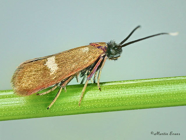  07.009 Cauchas fibulella Copyright Martin Evans 
