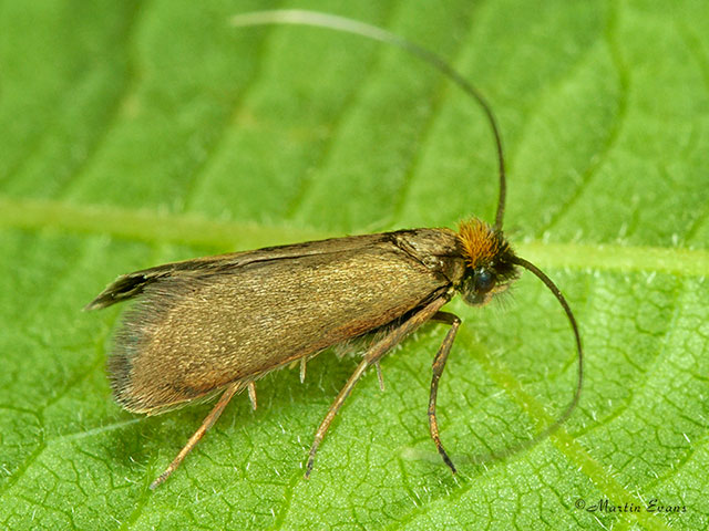  07.010 Cauchas rufimitrella Copyright Martin Evans 