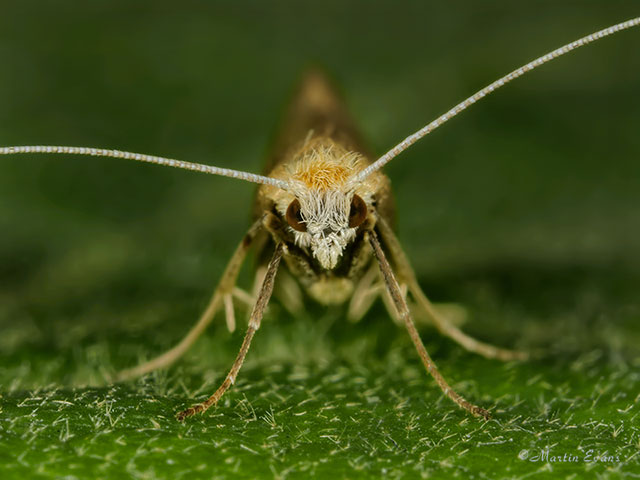  07.011 Nematopogon pilella face Copyright Martin Evans 