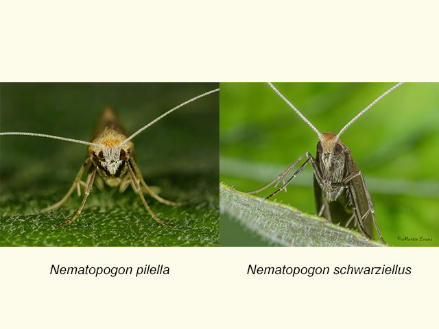  07.011 Nematopogon pilella and Nematopogon schwarziellus Copyright Martin Evans 