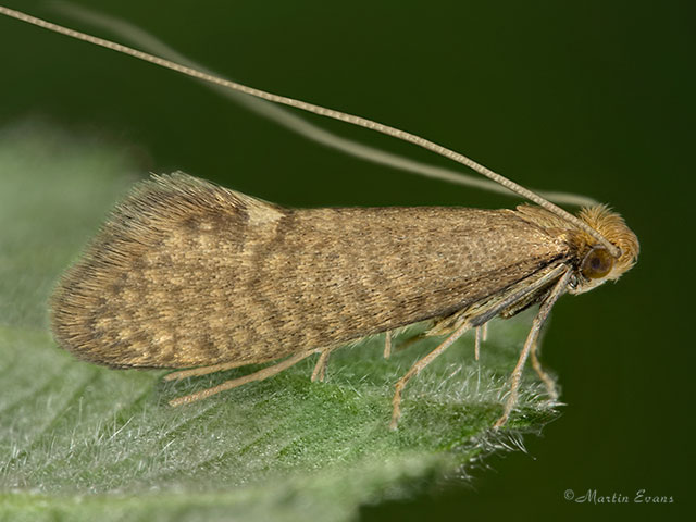  07.012 Nematopogon schwarziellus Copyright Martin Evans 