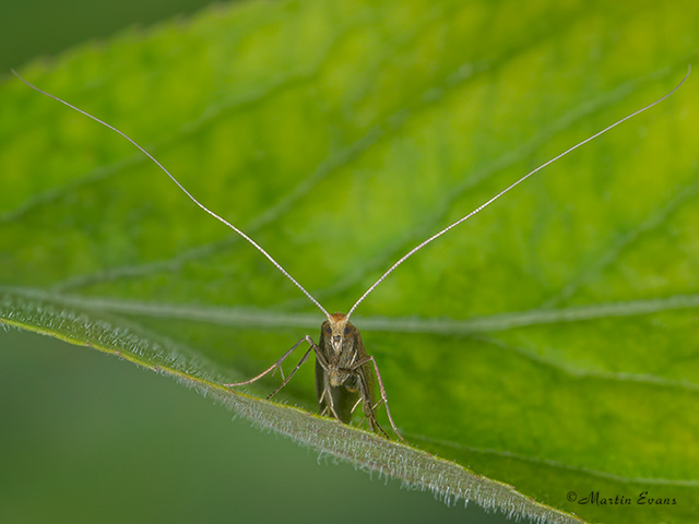  07.012 Nematopogon schwarziellus face Copyright Martin Evans 
