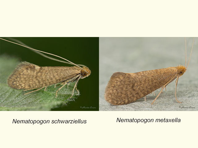  07.012 Nematopogon schwarziellus and Nematopogon metaxella Copyright Martin Evans 