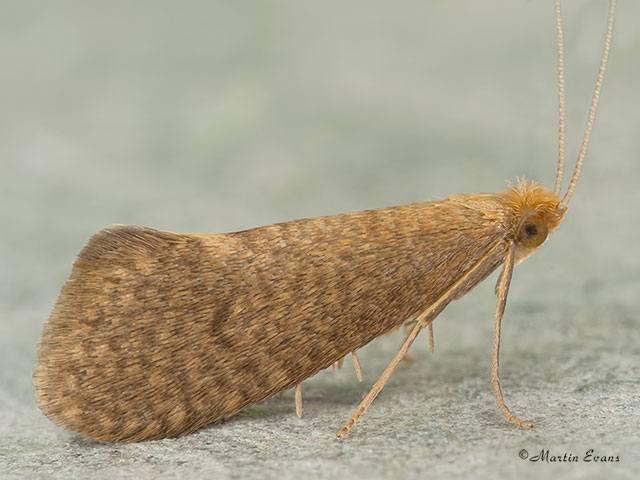 07.014 Nematopogon metaxella Copyright Martin Evans 