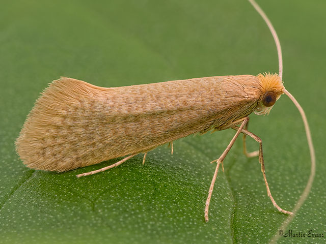  07.015 Nematopogon swammerdamella Copyright Martin Evans 